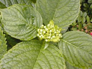 �A�W�T�C�̂ڂ�