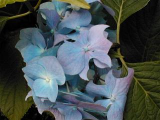 虫に食われたアジサイ