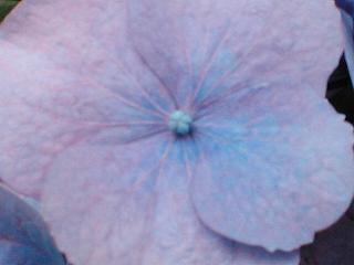 �A�W�T�C�̖{���̂ڂ�