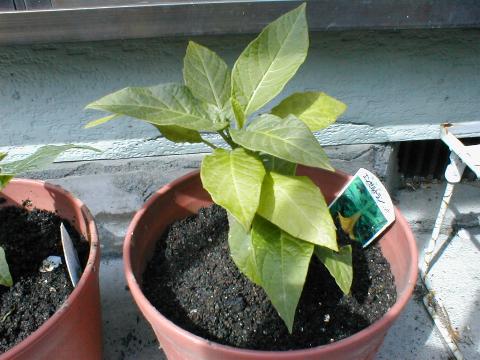 �ؗ����̃`���E�Z���A�T�K�I