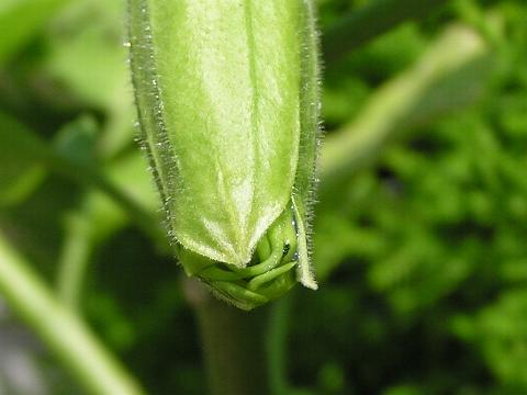 ���������炫����