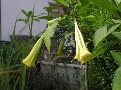 �Ђ炫�͂��߂��Ԃ͉��F��