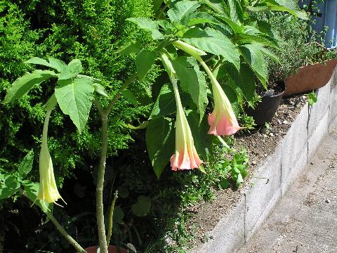 �ŏ��̉Ԃ����閾����