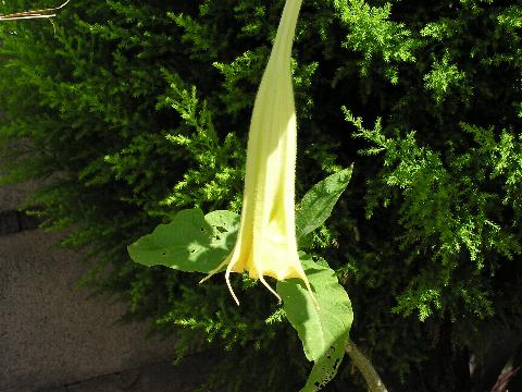 ���ꂩ��炭��