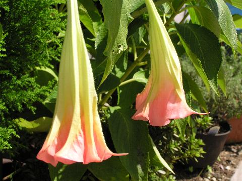 �炢���Ԃ̓s���N�F