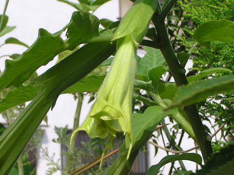 �܂��Ԃ��ΐF�����Ă�