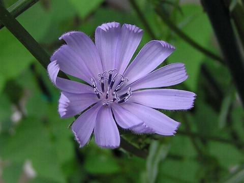 �`�R���̉�