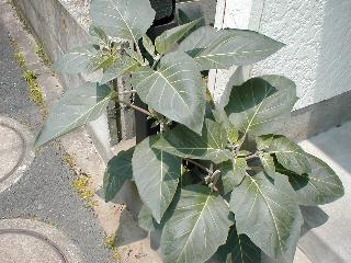 �P�`���E�Z���A�T�K�I�H