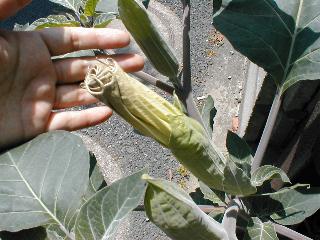 �P�`���E�Z���A�T�K�I