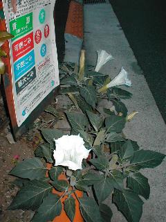 �P�`���E�Z���A�T�K�I