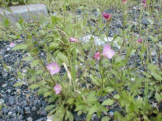 ���E�Q�V���E