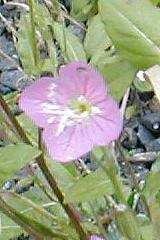 ���E�Q�V���E