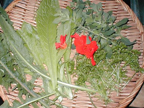 ���Ɛ����