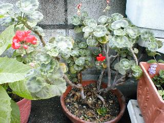 �e���W�N�A�I�C�i�[���j�E���j