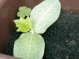 �g�J�h�w�`�}�̖{�t