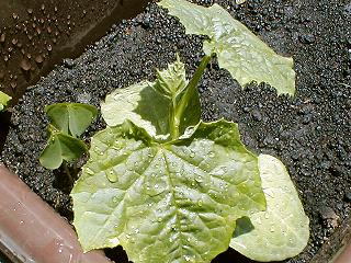 �g�J�h�w�`�}