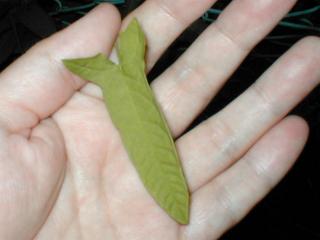 �q���K�I�̗t