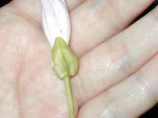 �q���K�I�̕�