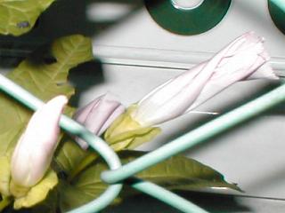 �q���K�I�̂ڂ�