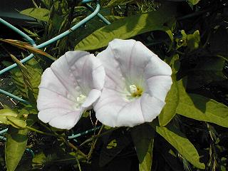 �q���K�I�̉�