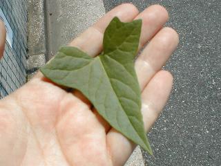 �R�q���K�I�̗t