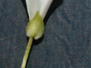 �R�q���K�I�̕�