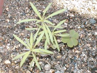 �z�E�L�O�T�H