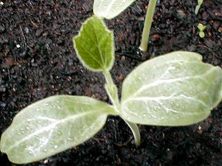 �琬�q���E�^���̖{�t