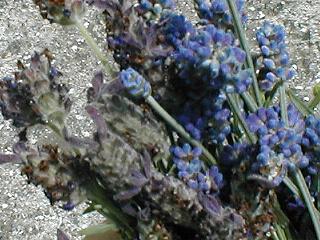 �t�����`�i���j���C���O���b�V���i��j