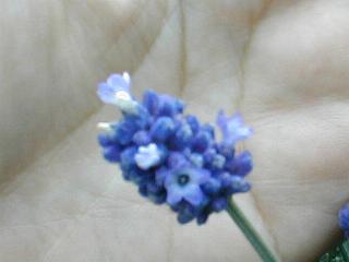 ���x���_�[�̉�