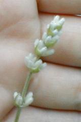 �i�i���[�A�̉�