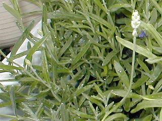 �i�i���[�A�̗t