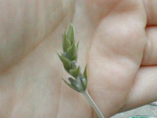 �X�C�[�g���x���_�[�̉�