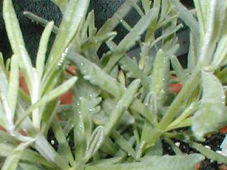 �X�C�[�g���x���_�[�̗t