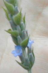 �X�C�[�g���x���_�[�̉�