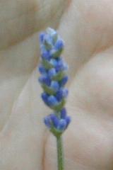 �q�b�h�R�[�g�̉�