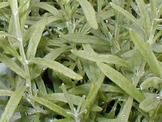 �q�b�h�R�[�g�̗t