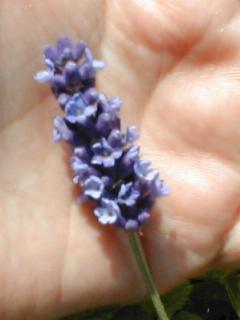 ラベンダー・ヒッドコート