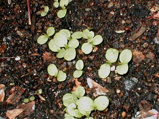 ���}�N���Q�̉�