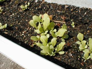 ���}�N���Q