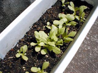 ���}�N���Q