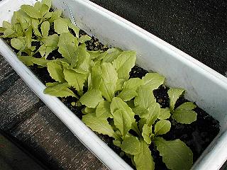 5��7���̃��}�N���Q