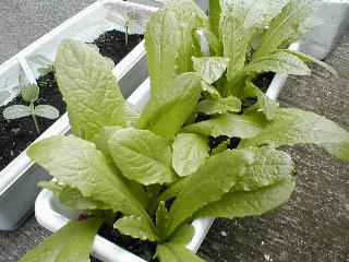 ���}�N���Q