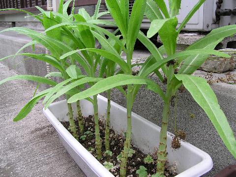 ���}�N���Q