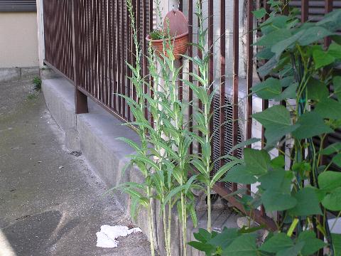 ���}�N���Q