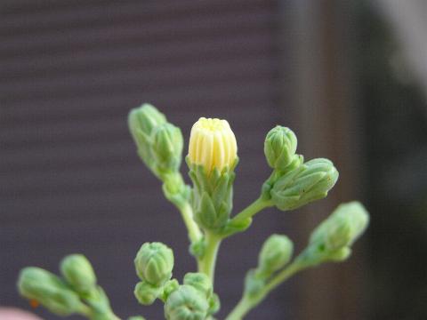 ���}�N���Q�̂ڂ�