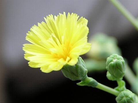 ���}�N���Q�̉�