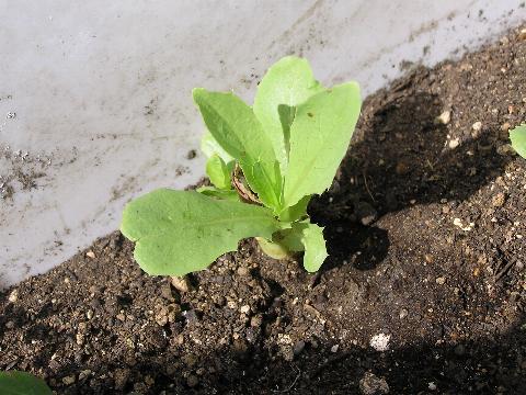 �܂��肪�o�Ă�H