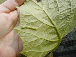 �`���E�Z���A�T�K�I�̈�