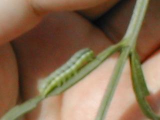 ���x���_�[�̈�